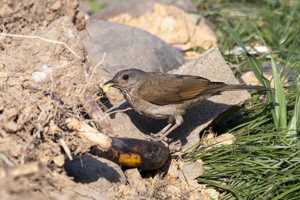 Pale-breasted Thrush - ML490141051