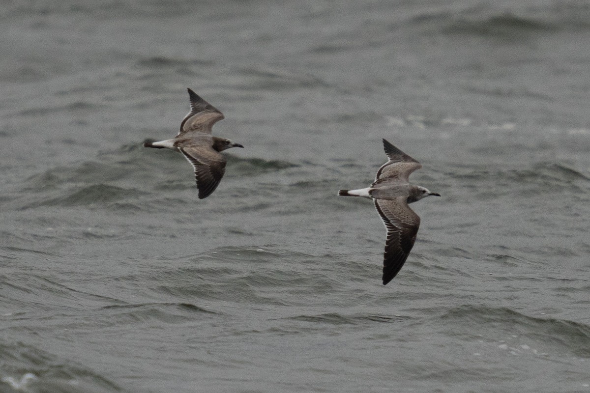 Laughing Gull - ML490143521