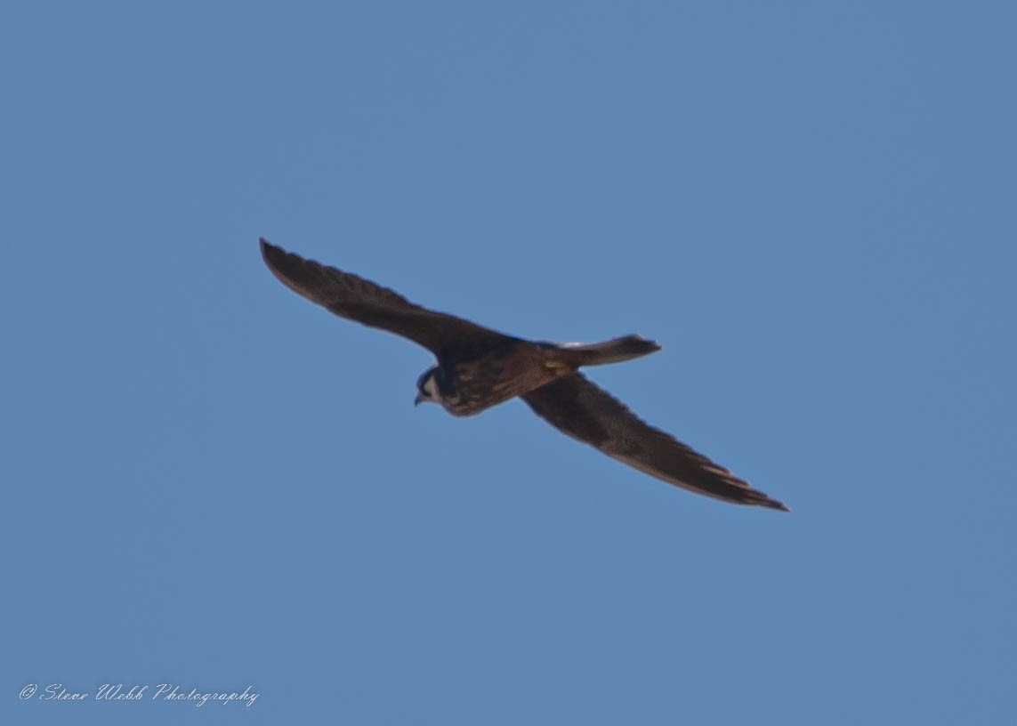 Eleonora's Falcon - ML490143571