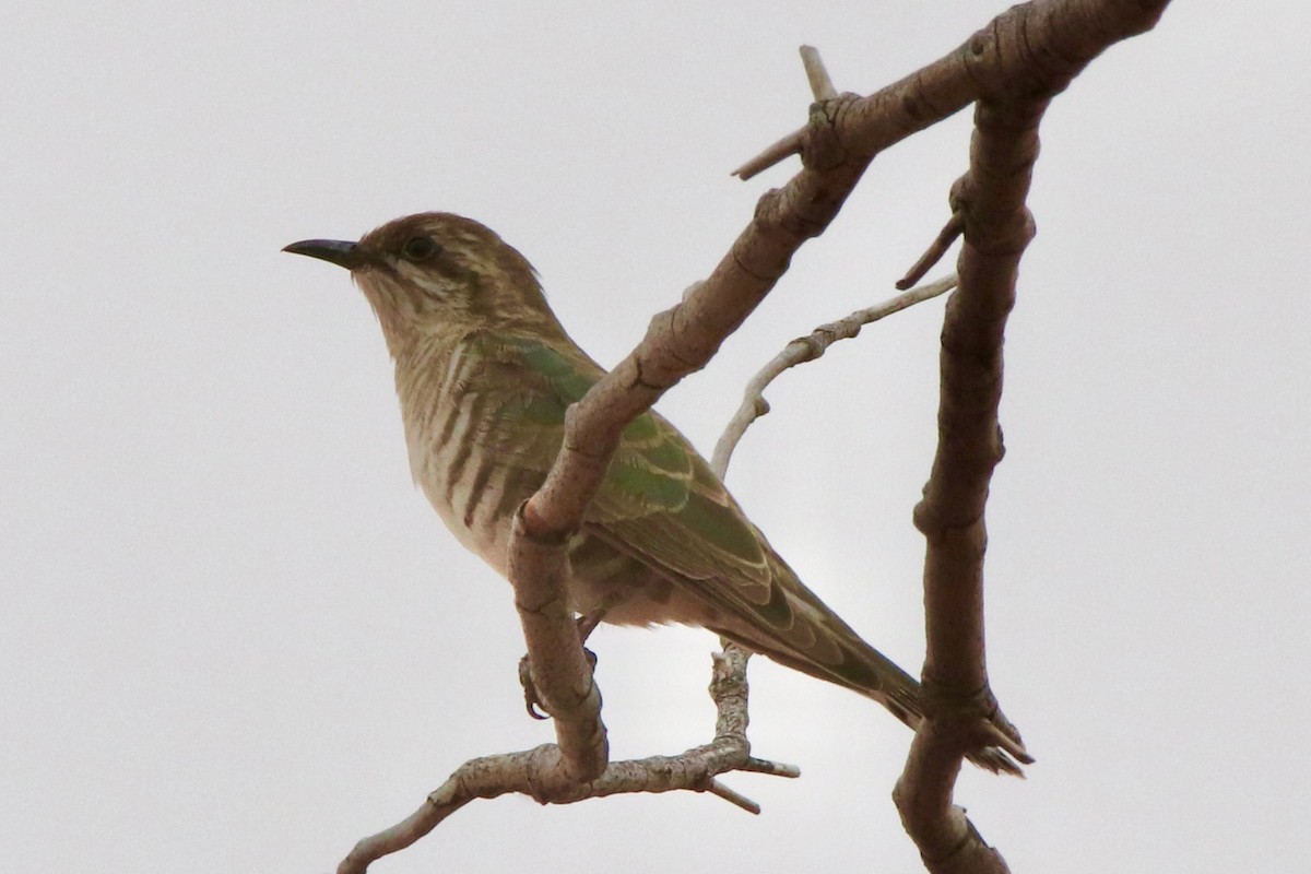 Horsfield's Bronze-Cuckoo - ML490143771