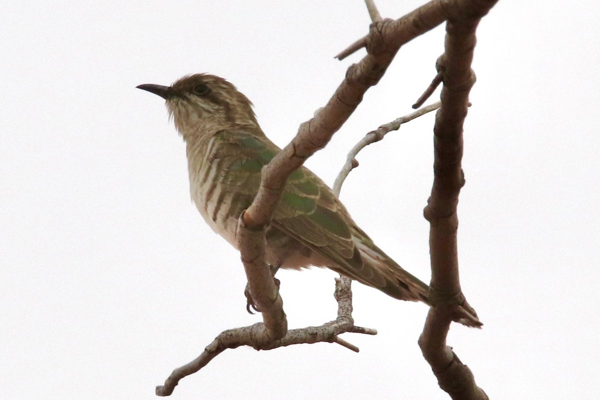 Horsfield's Bronze-Cuckoo - ML490143781