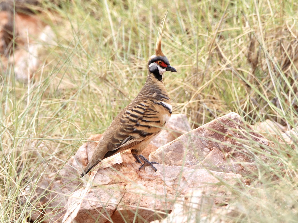 Spinifex Pigeon - ML490143861