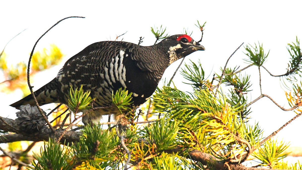 Spruce Grouse - ML490144801