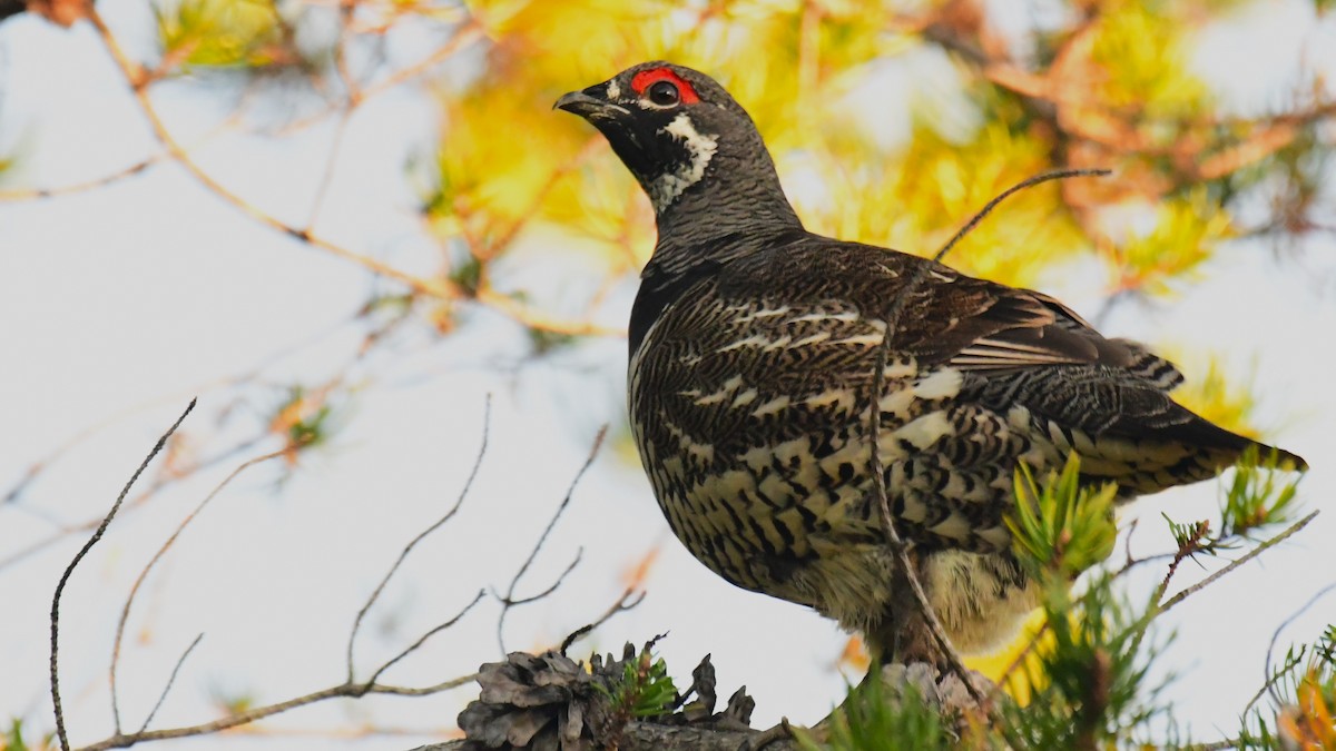 Spruce Grouse - ML490144861