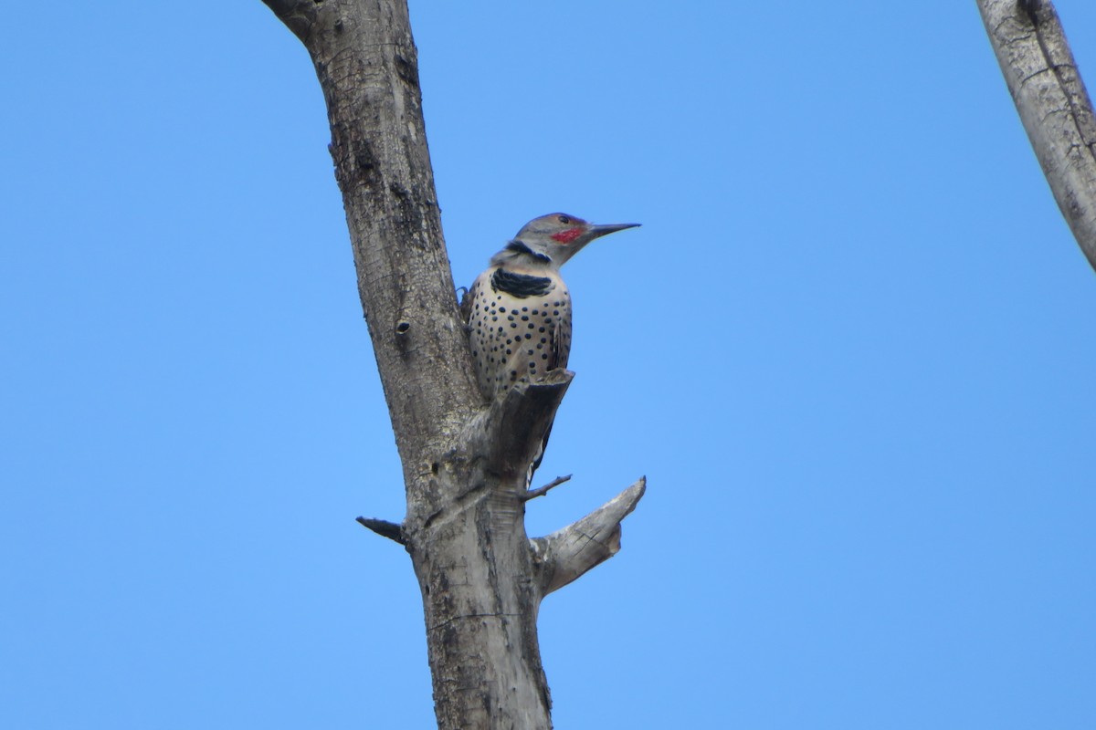 Northern Flicker - ML490144891