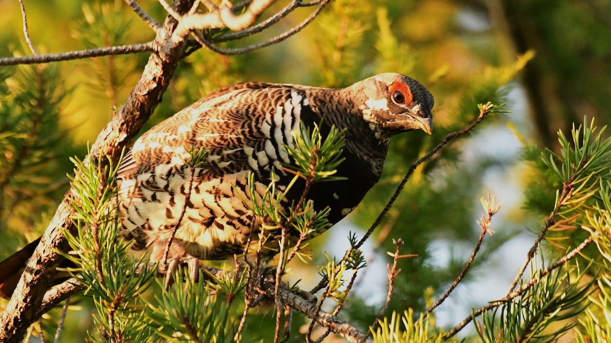 ハリモミライチョウ - ML490144971