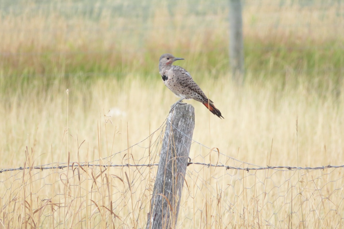 Northern Flicker - ML490145101