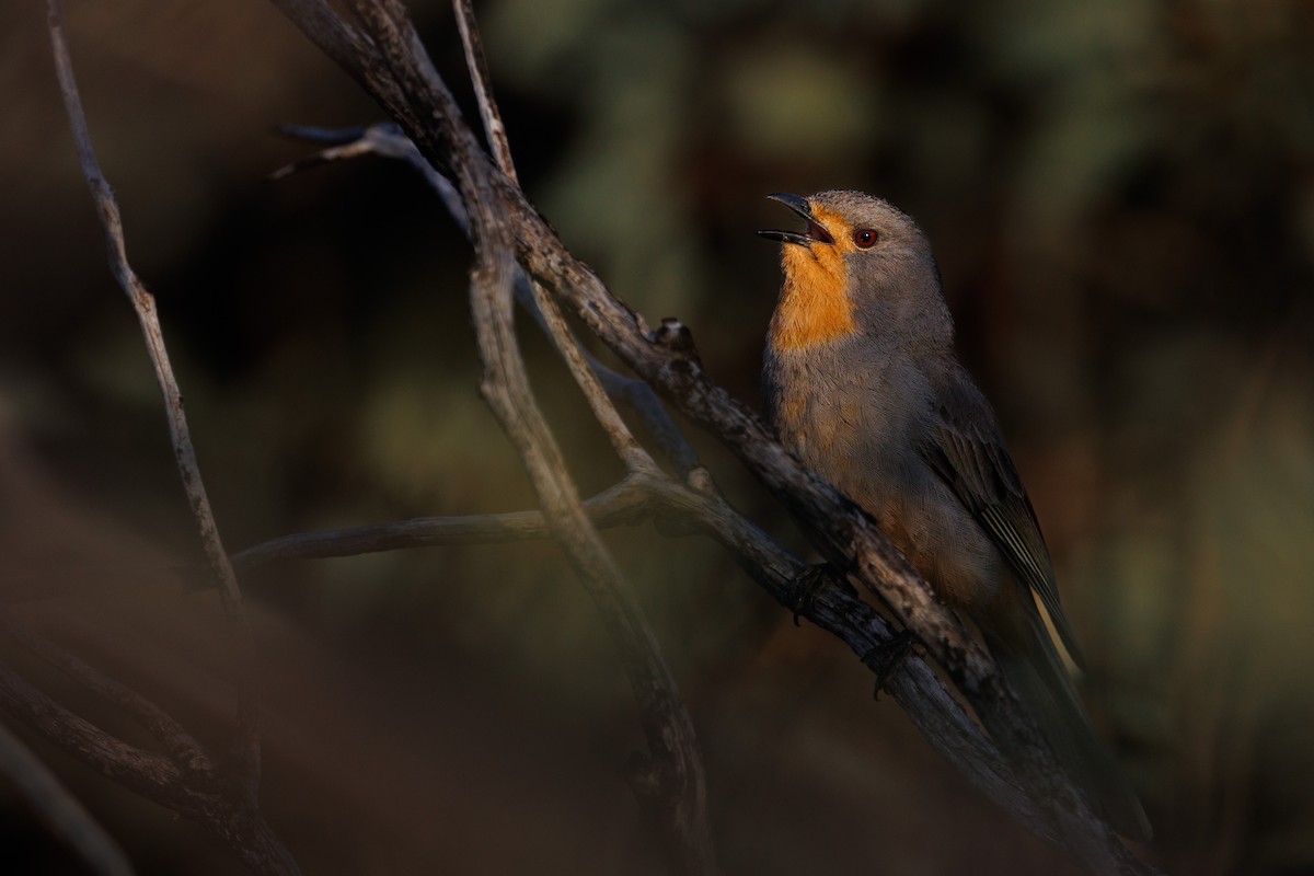 Red-lored Whistler - ML490145891