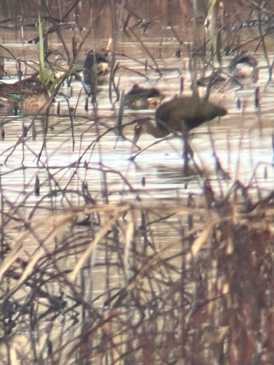 White-faced Ibis - ML490145941