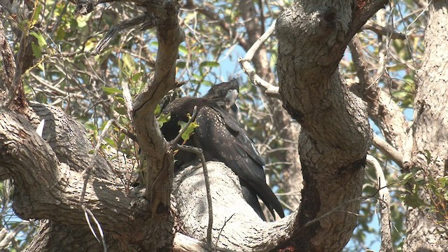 Red-tailed Black-Cockatoo - ML490146081