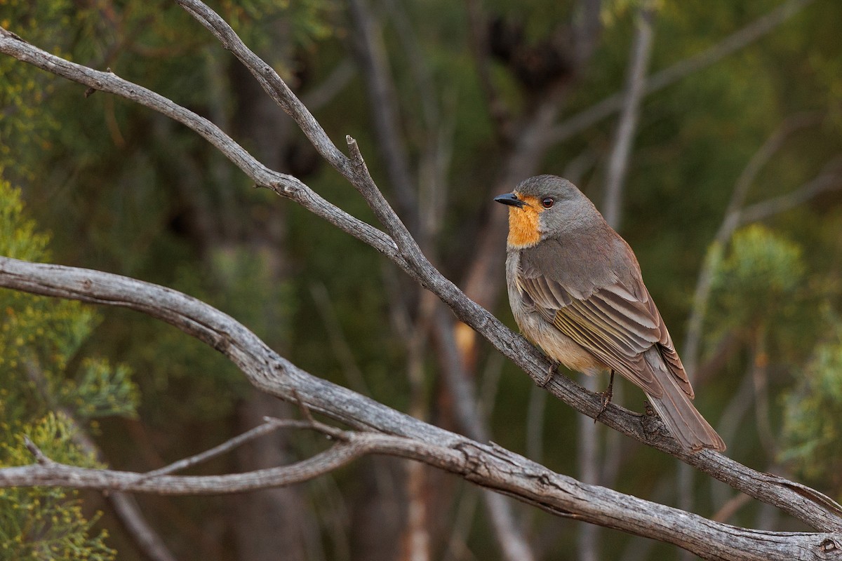 Red-lored Whistler - ML490146471