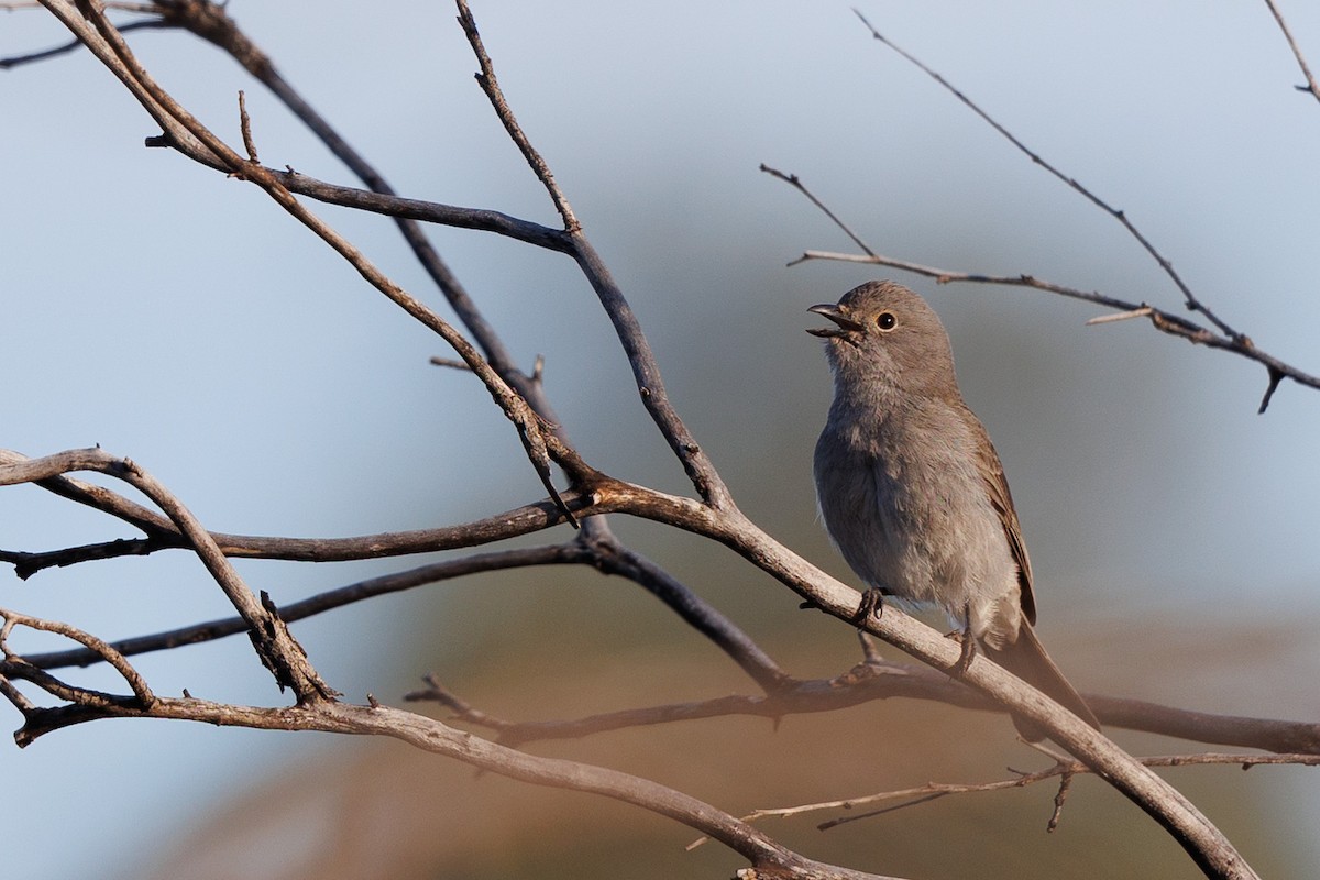 Red-lored Whistler - ML490146481