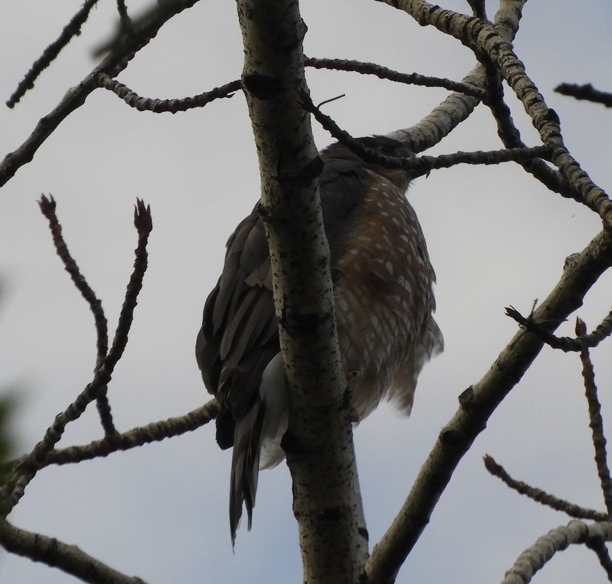 Cooper's Hawk - ML490146511