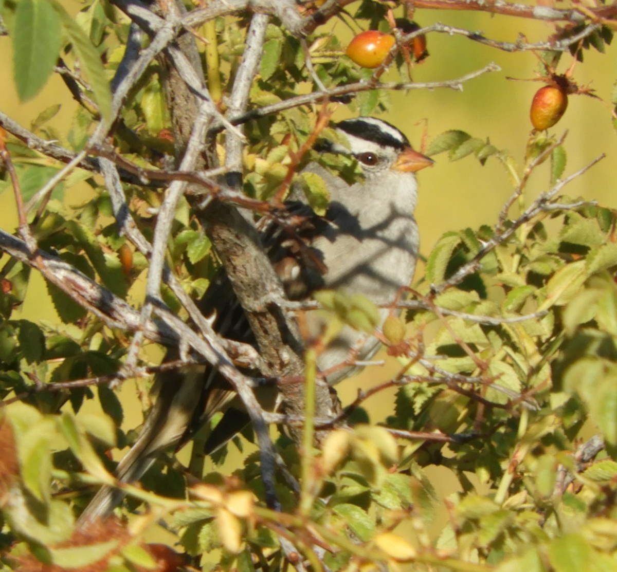 White-crowned Sparrow - ML490147751