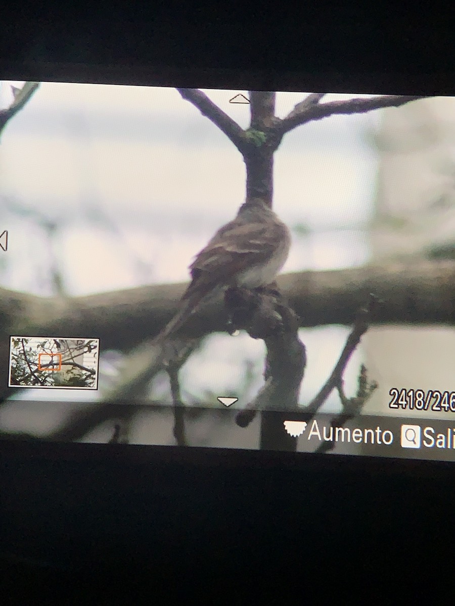 pewee sp. (Contopus sp.) - Jeison Suárez