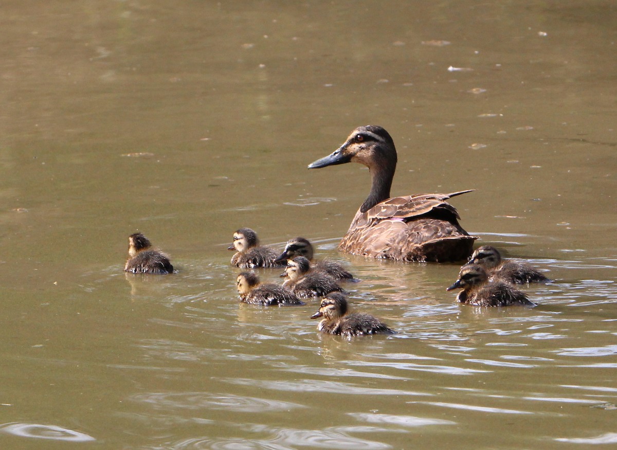 Pacific Black Duck - Sandra Gallienne