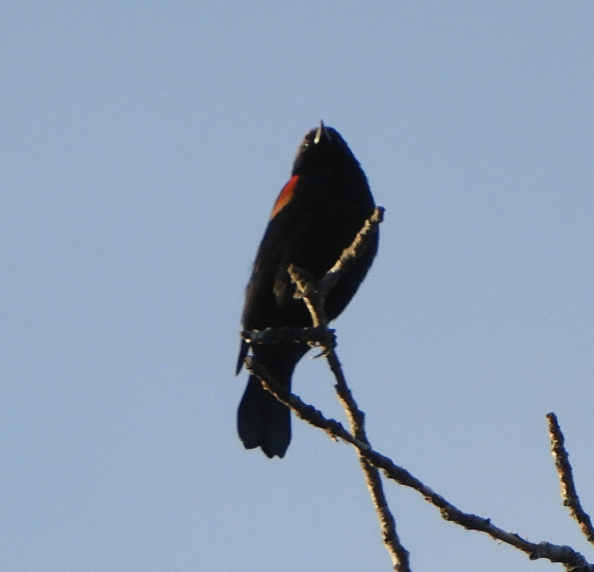 Red-winged Blackbird - ML490148671