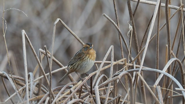 Nelson's Sparrow - ML490148681