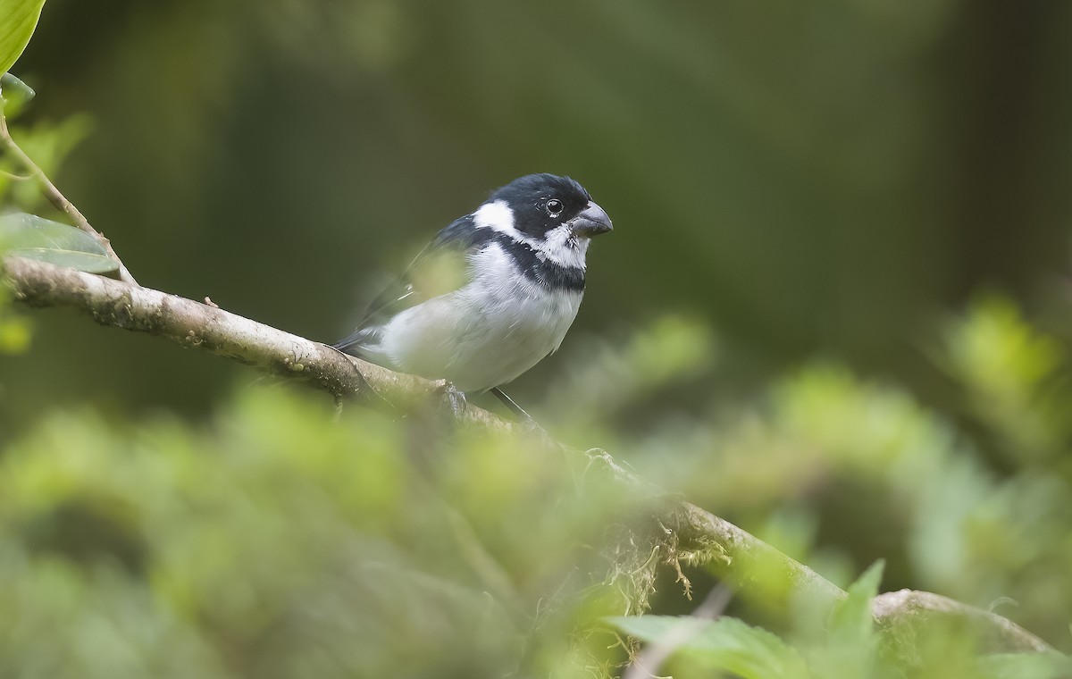 Variable Seedeater - Giselle Mangini