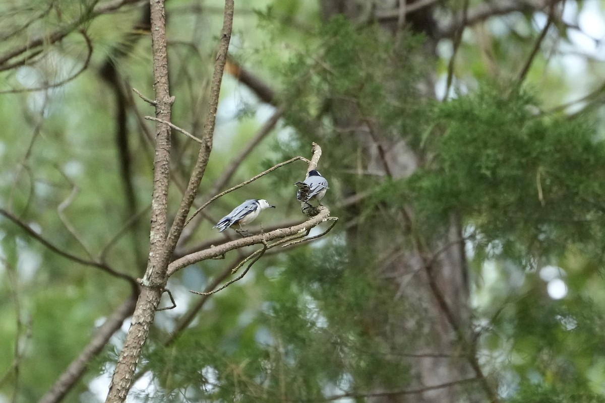 White-breasted Nuthatch - ML490149861