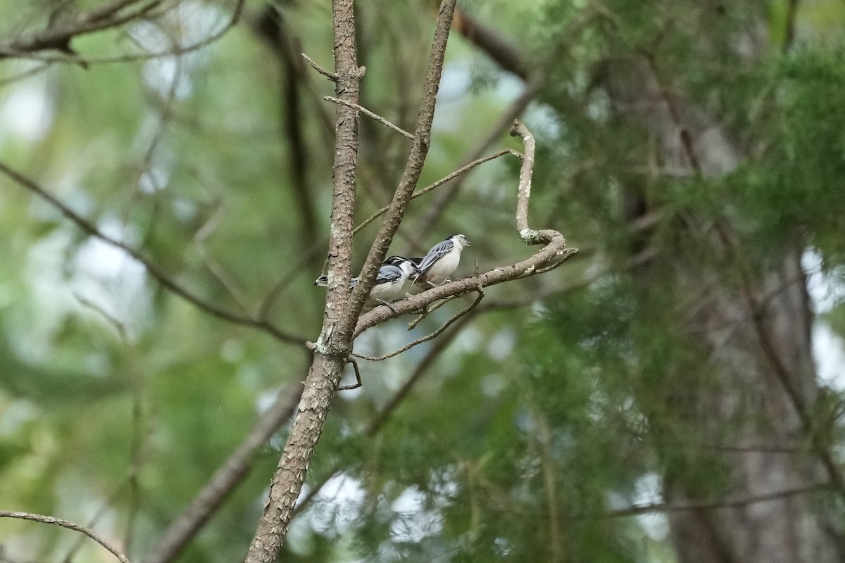 White-breasted Nuthatch - ML490149871