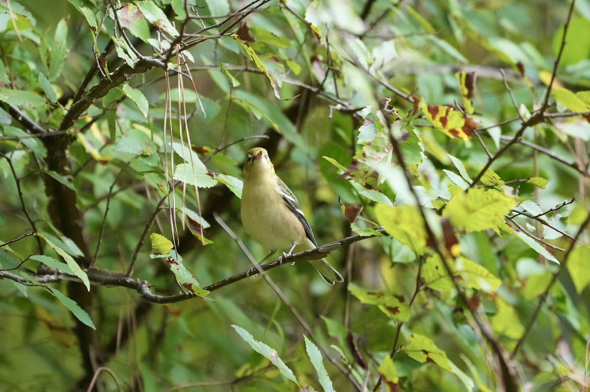 Braunkehl-Waldsänger - ML490150161