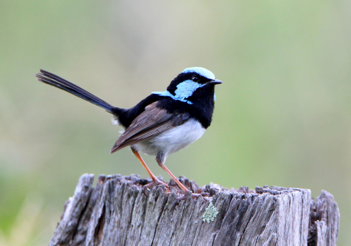 Superb Fairywren - ML49015051