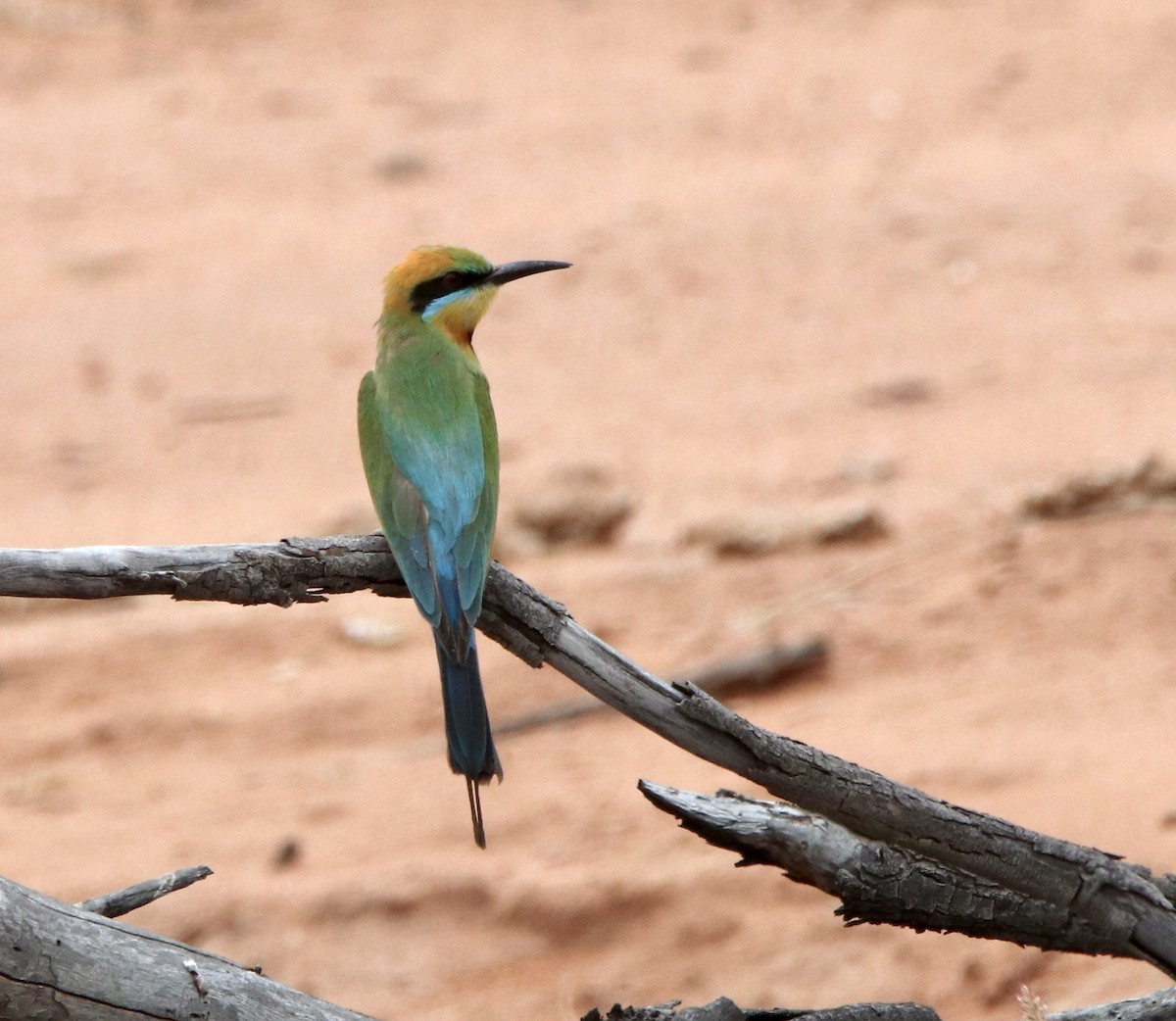 Rainbow Bee-eater - ML490150571