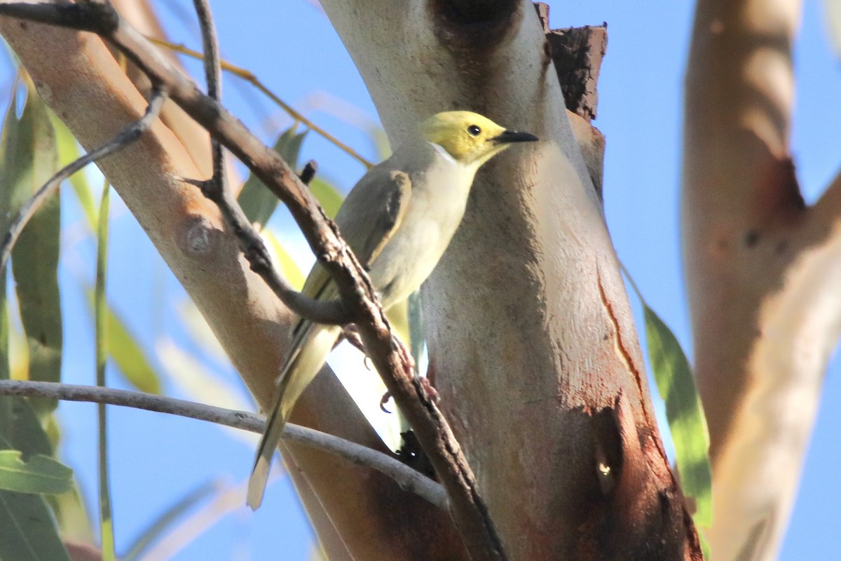 White-plumed Honeyeater - ML490150621