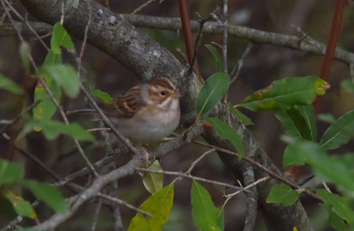 Clay-colored Sparrow - ML490150761