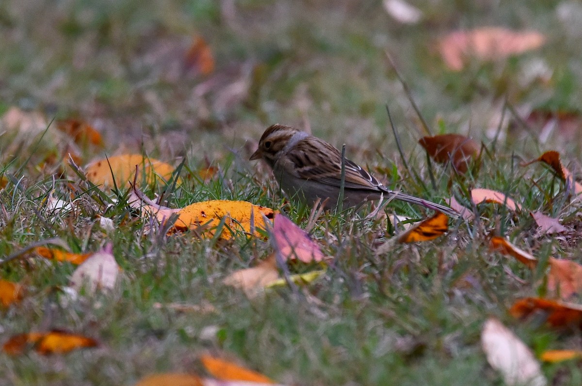 Clay-colored Sparrow - ML490150771