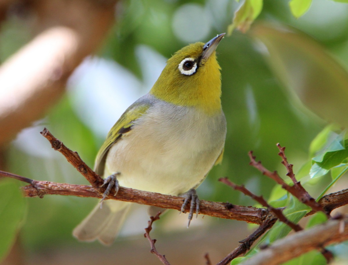 Silvereye - Sandra Gallienne