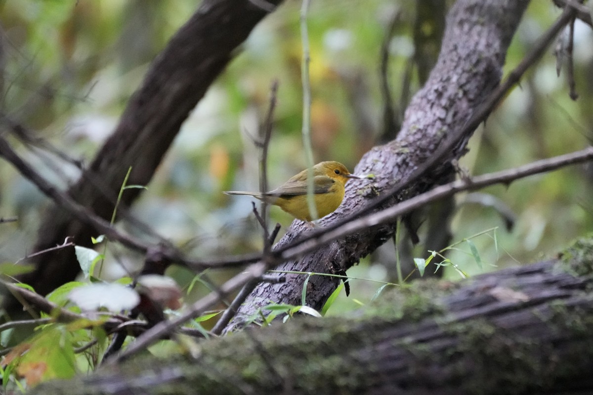 Hooded Warbler - ML490152301