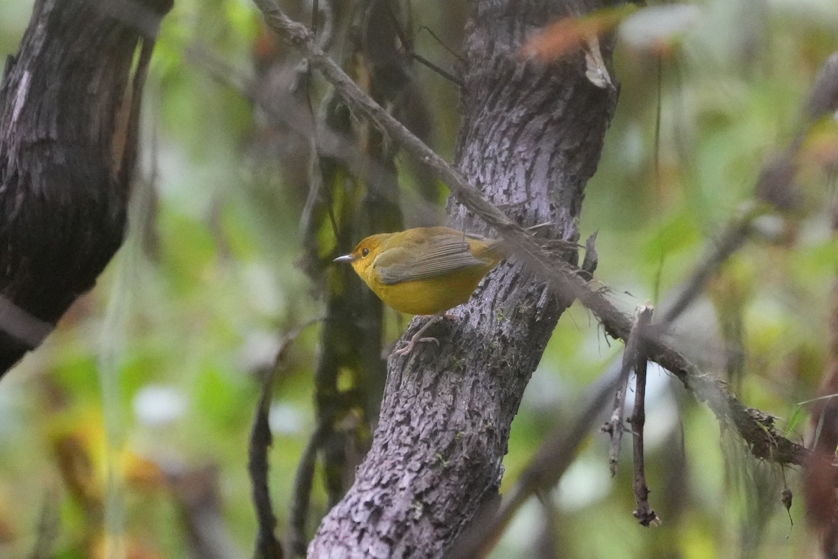 Hooded Warbler - ML490152331