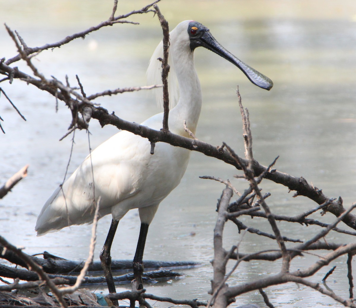 Royal Spoonbill - ML49015251