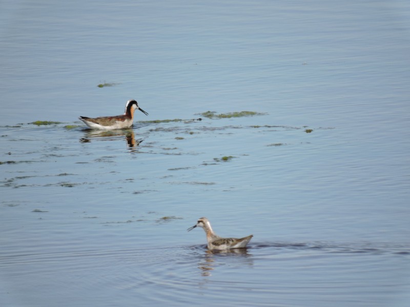 Phalarope de Wilson - ML49015441