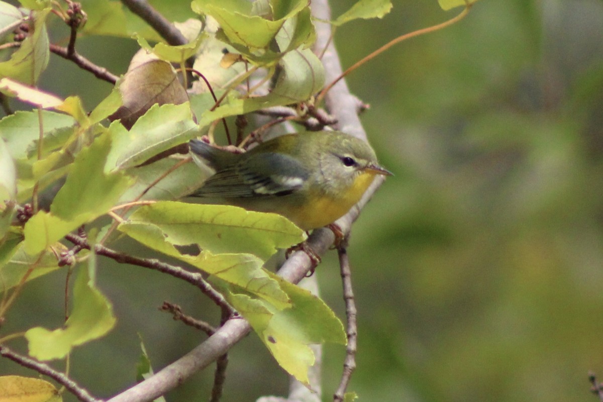 Northern Parula - ML490154641