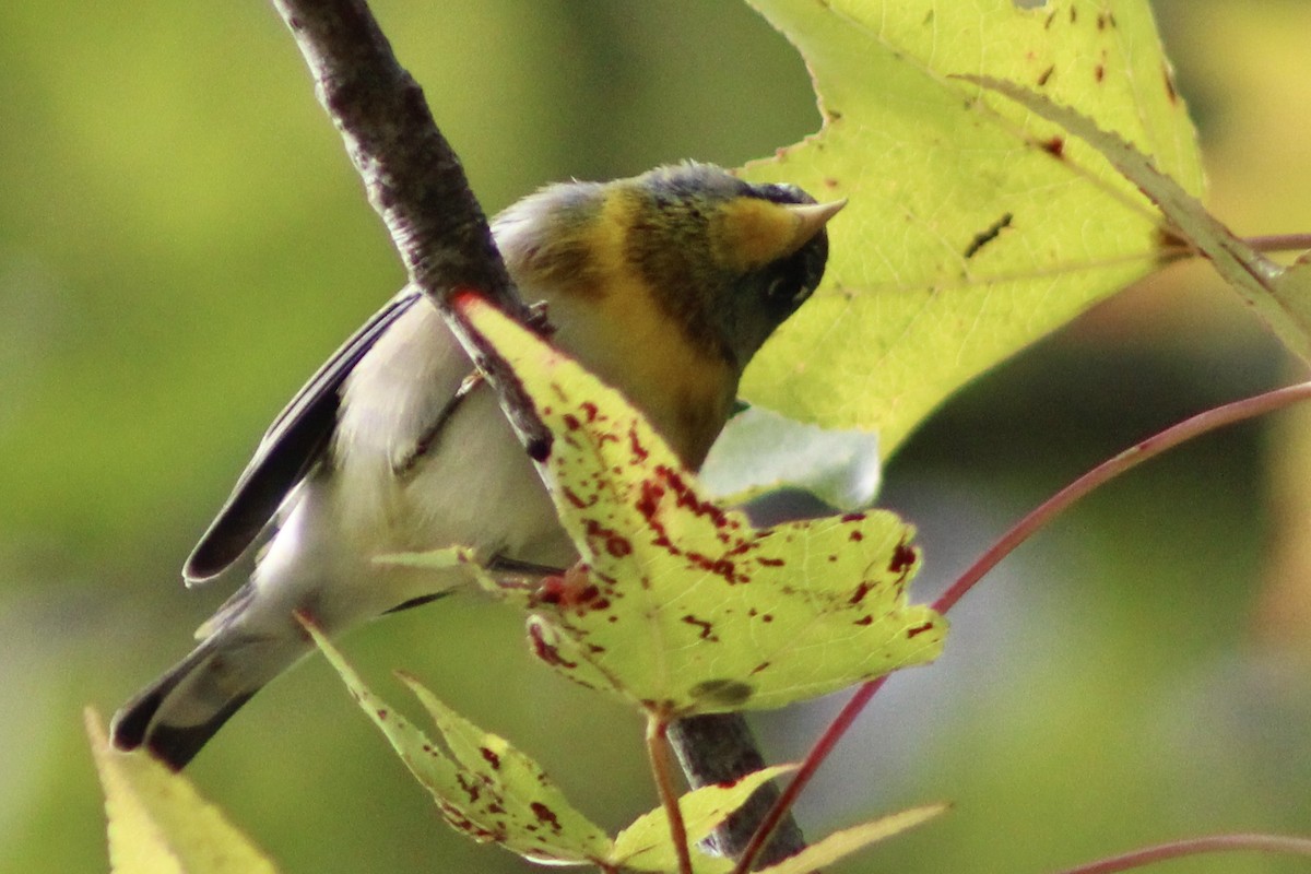 Northern Parula - ML490154661