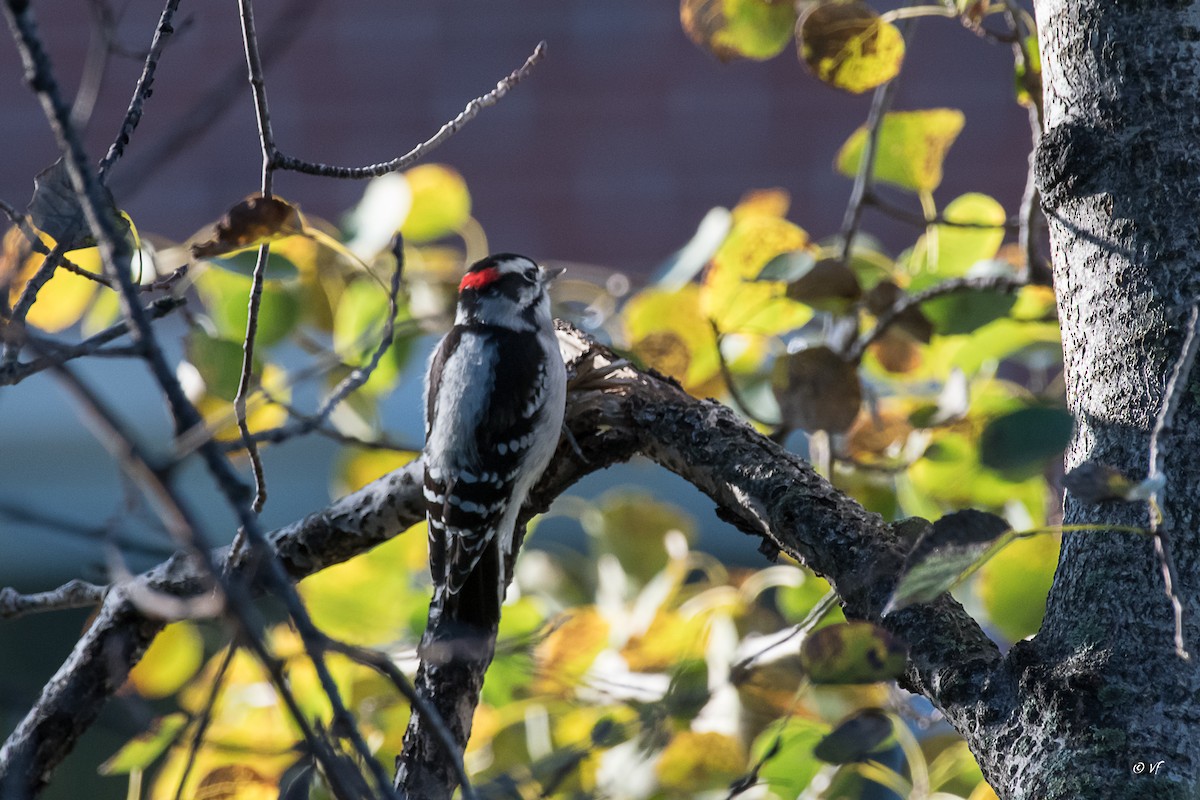 Downy Woodpecker - ML490154801