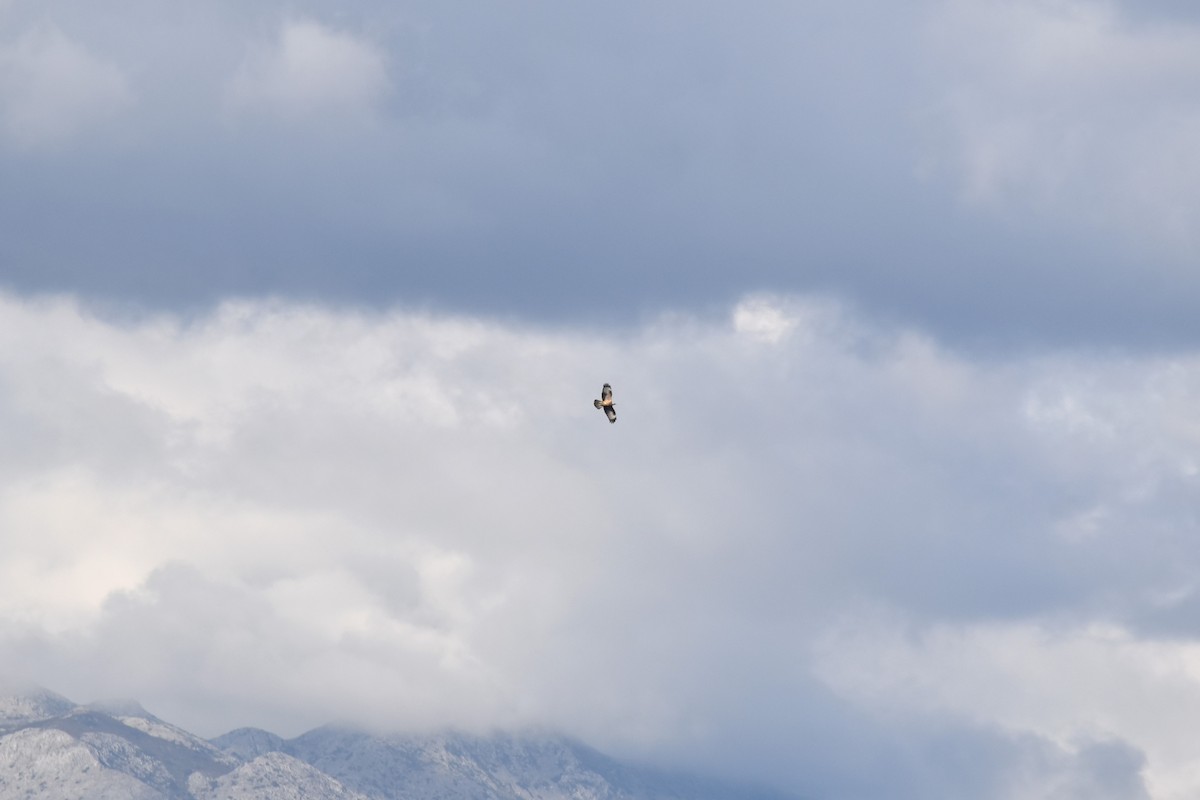 European Honey-buzzard - ML490154981