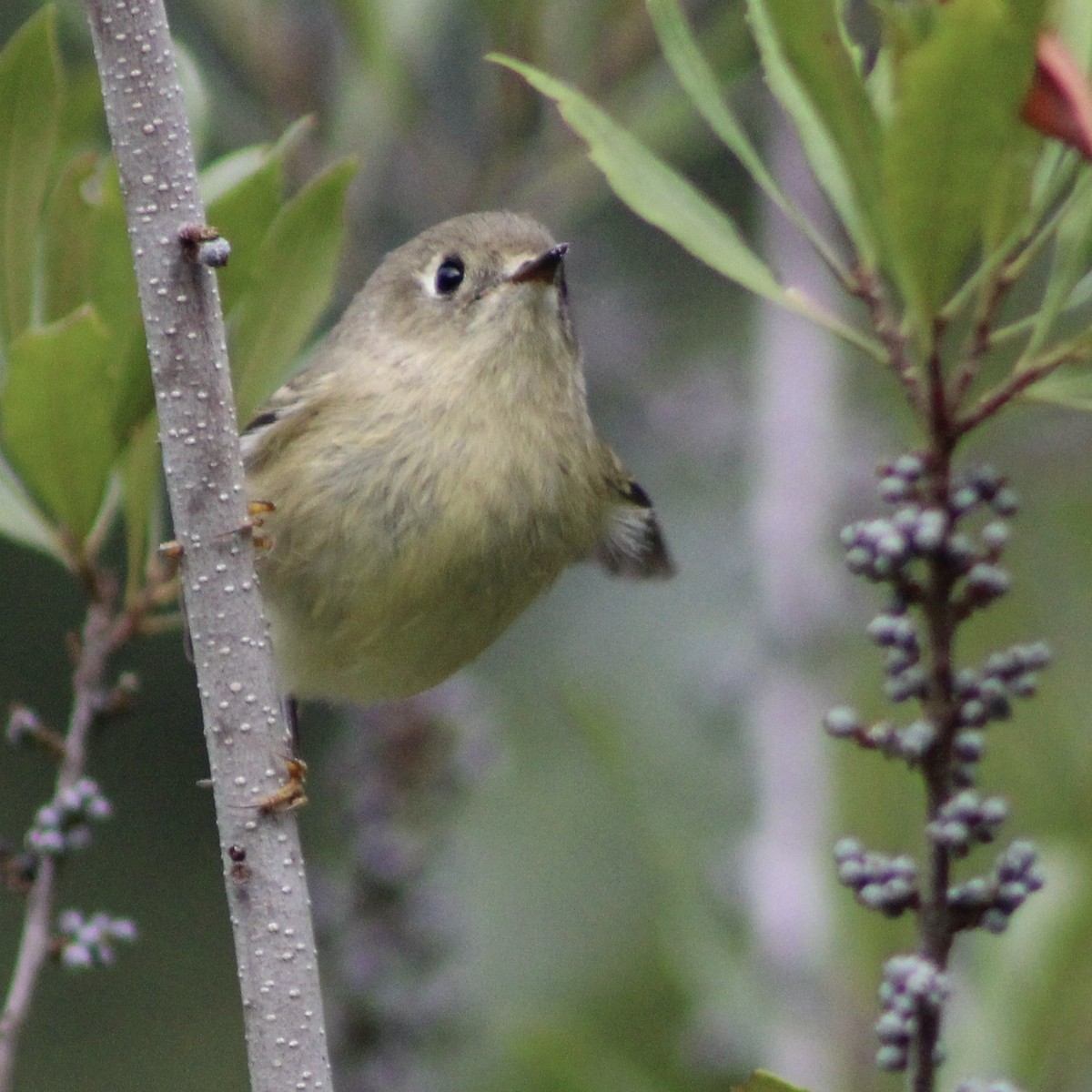 Ruby-crowned Kinglet - ML490155421
