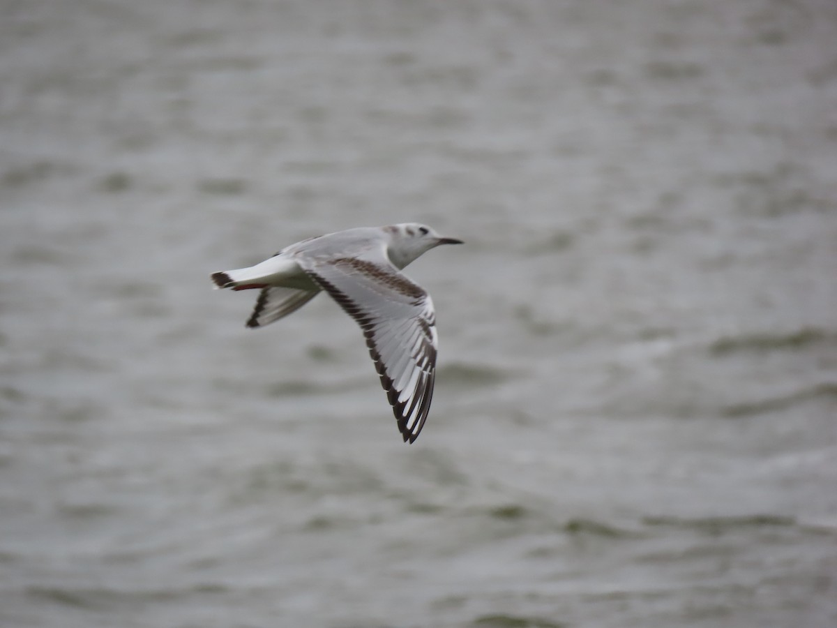 Mouette de Bonaparte - ML490155571