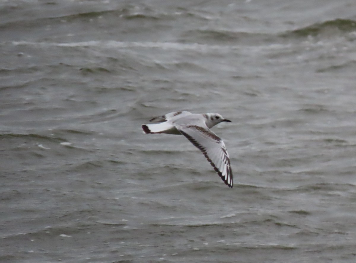 Mouette de Bonaparte - ML490155671