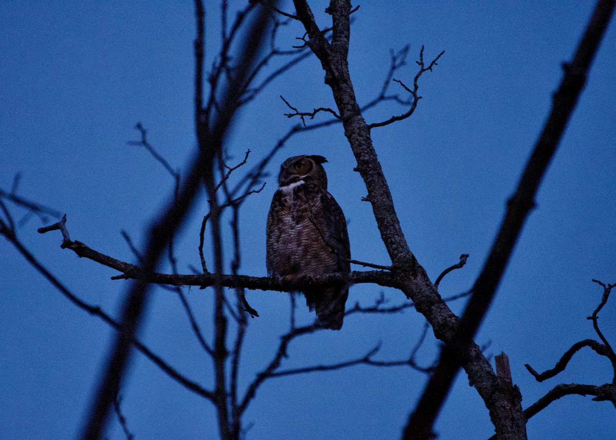 Great Horned Owl - ML490155871