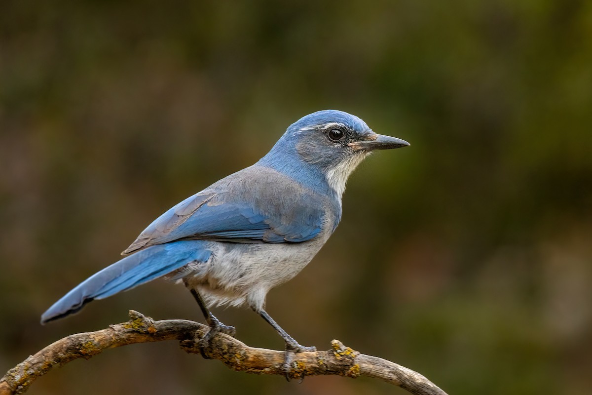 Woodhouse's Scrub-Jay - ML490156461