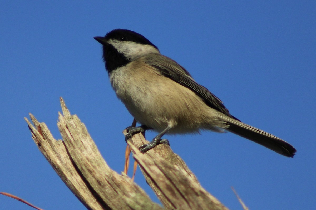 Carolina Chickadee - ML490156601
