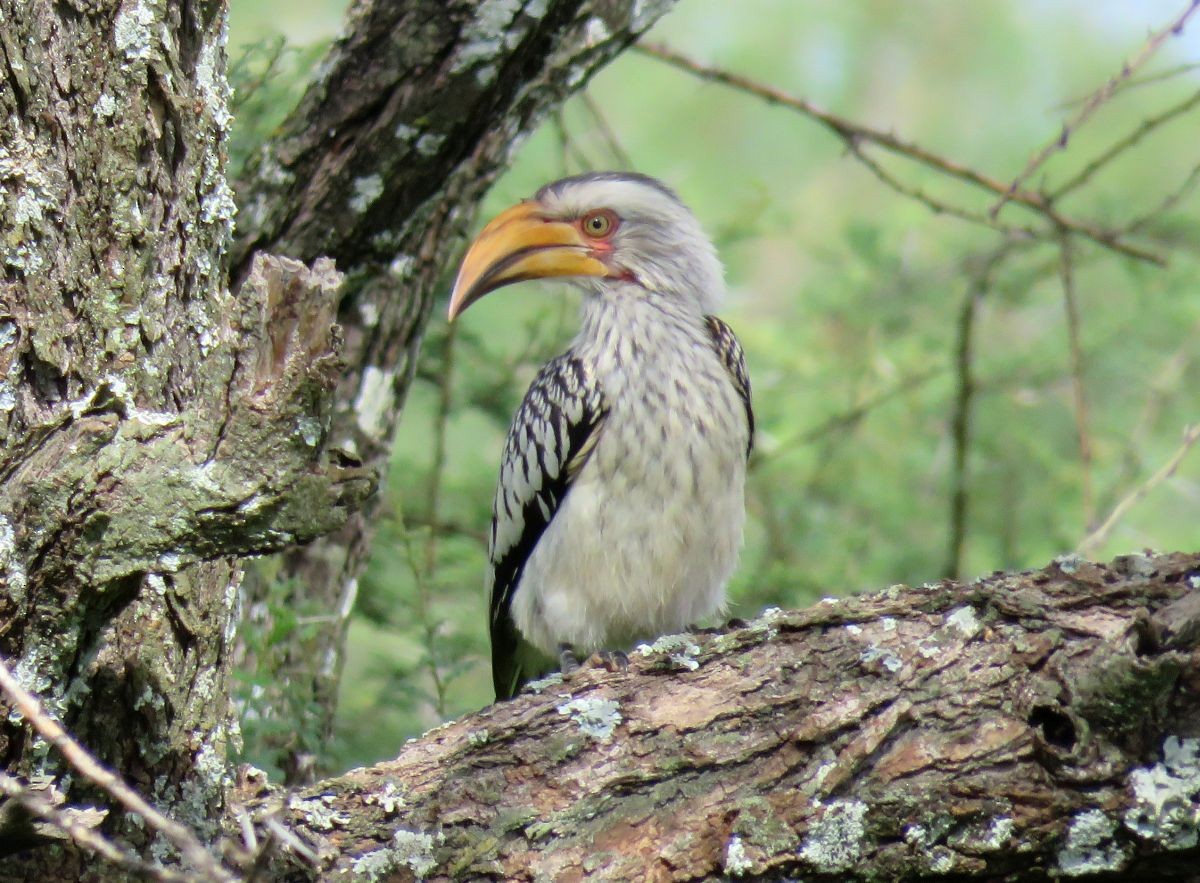 Southern Yellow-billed Hornbill - ML49015771