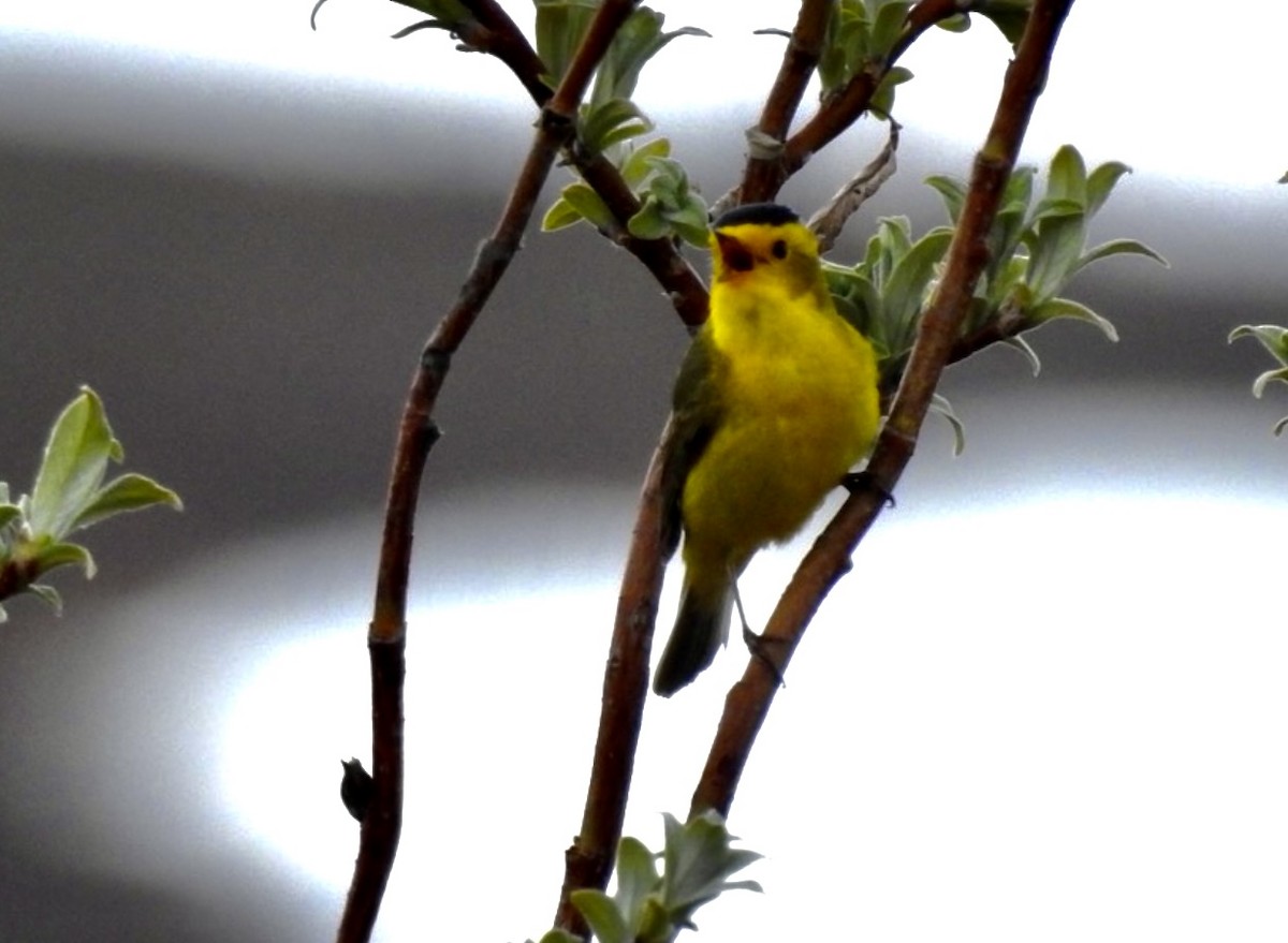 Wilson's Warbler - ML490161021