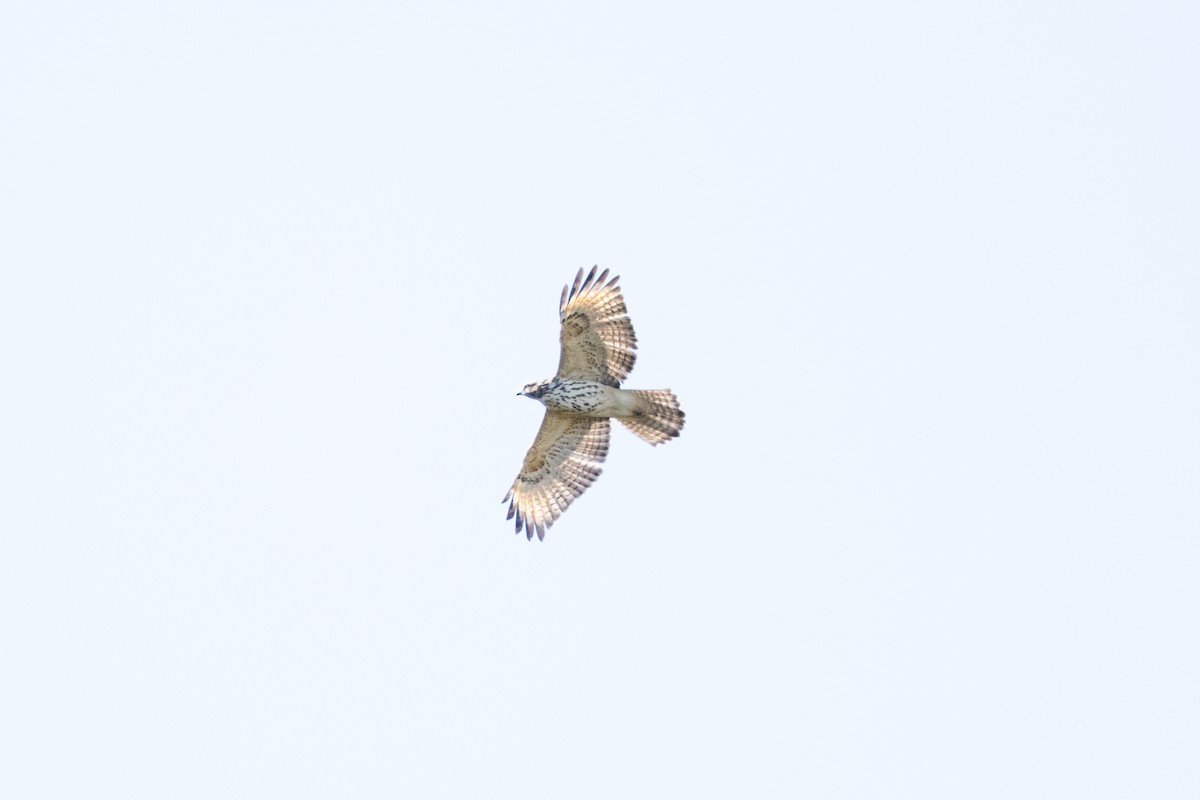 Red-shouldered Hawk - ML490161131