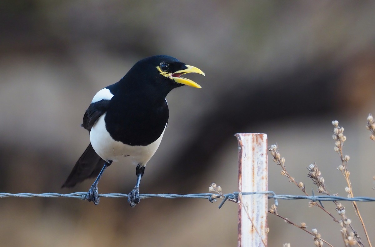 Yellow-billed Magpie - Andrew Spencer
